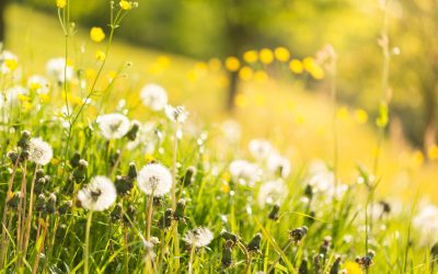 Spring clean your insurance: 4 tips to help you save